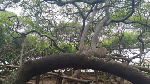 Roteiro de 5 dias em Natal: guia prático